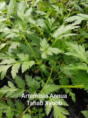 Artemisia Annua - Tshab Xyoob Hmong Medicinal Herbs Starter Plant - 2.5" pot *PREORDER ONLY*