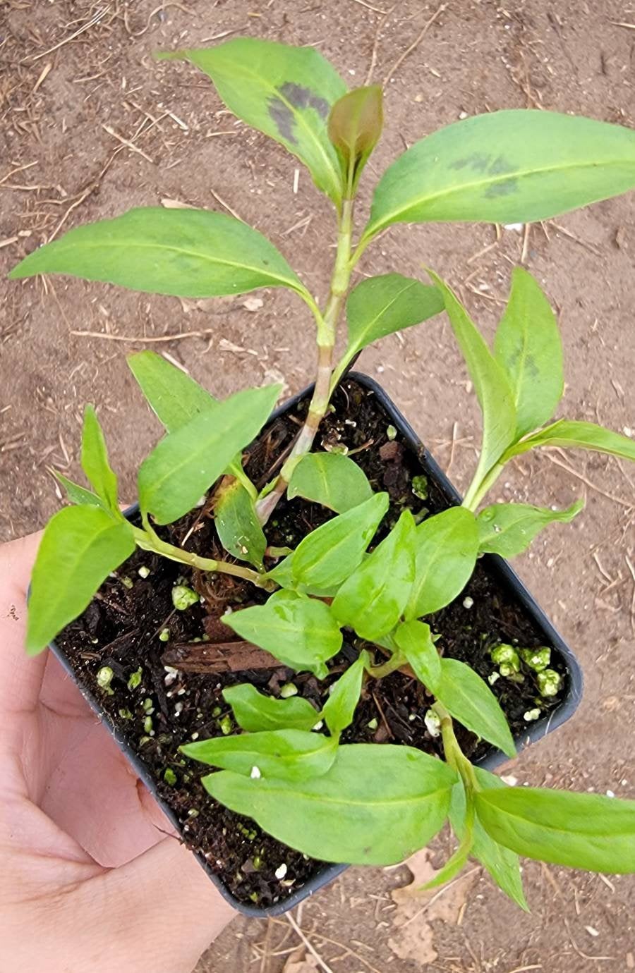 Vietnamese Coriander Persicaria odorata Herbs Rau Răm Plant