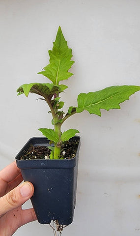 Okinawa Spinach 'Red' - Tshuaj Rog Liab Hmong Medicinal Herbs Starter Plant - 2.5" pot.