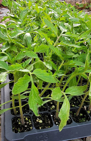 Roma Tomato Starter Plants - 4 Seedlings