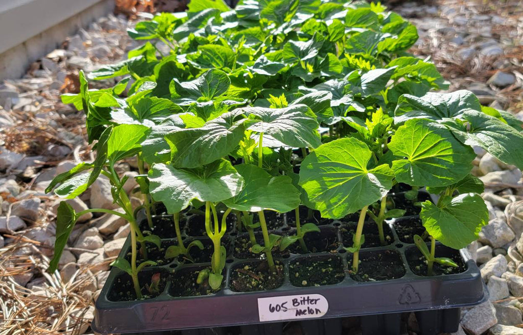 planting bitter melon in pots Chinese Bitter Melon Momordica Charantia Starter Live Plants