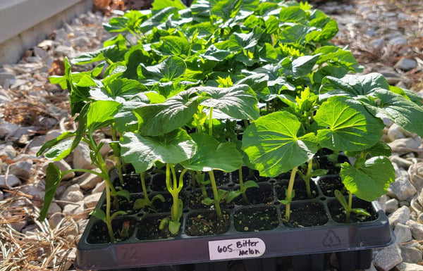 Chinese Bitter Melon Momordica Charantia Starter Live Plants - 4 Seedlings