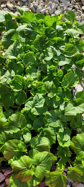 Chinese Bitter Melon Momordica Charantia Starter Live Plants - 4 Seedlings