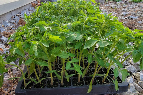 Cherry Red Tomato Starter Live Plants - 4 Seedlings