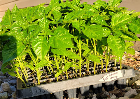 Orange Habanero Pepper Starter Plant - 4 Seedlings