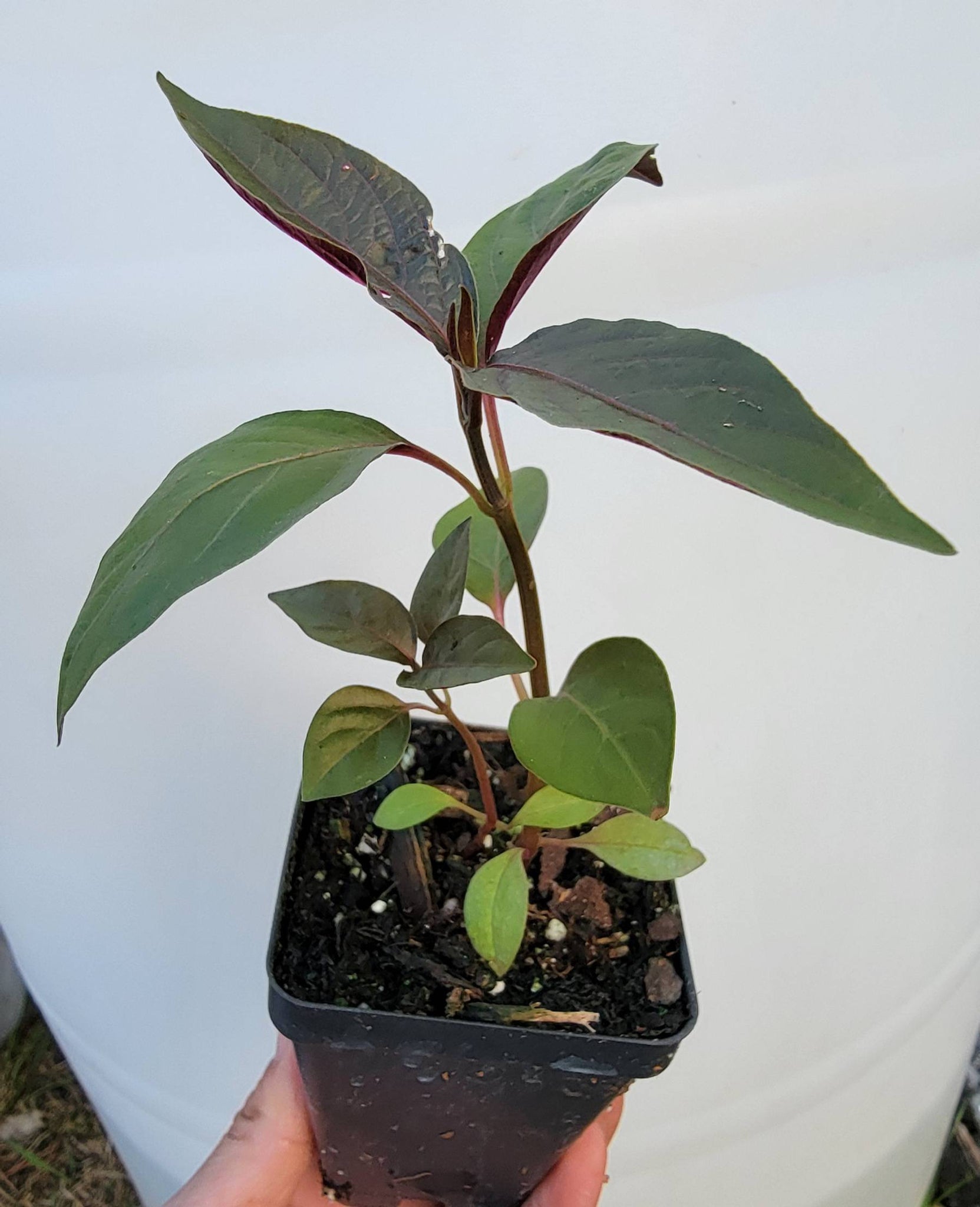 Ncas Liab Hmong Medicinal Herbs Starter Plant - 2.5" pot