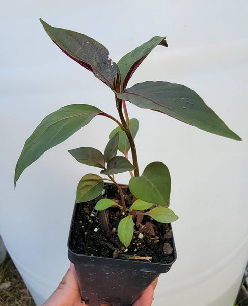 Ncas Liab Hmong Medicinal Herbs Starter Plant - 2.5" pot