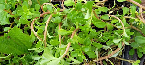 Purslane Edible - Nplais Taub Hmong Medicinal Herbs Starter Plant - 2.5" pot