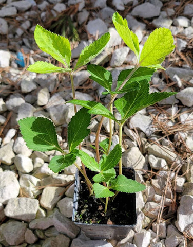 Kos Taw Os Ntxhib, Koj Dawb Hmong Medicinal Herbs Starter Plant - 2.5" pot
