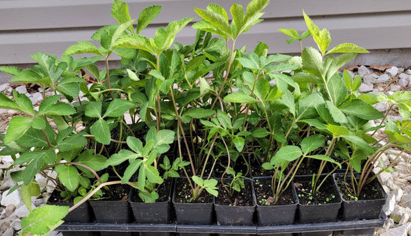 Kos Taw Os Ntxhib, Koj Dawb Hmong Medicinal Herbs Starter Plant - 2.5" pot