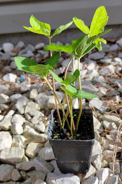 Kos Taw Os Ntxhib, Koj Dawb Hmong Medicinal Herbs Starter Plant - 2.5" pot