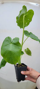 Taro Plant, Edible Colocasia Esculenta (Elephant Ear, Ape flower, Alocasia) - Kav Ywm Starter Plant - 2.5" pot