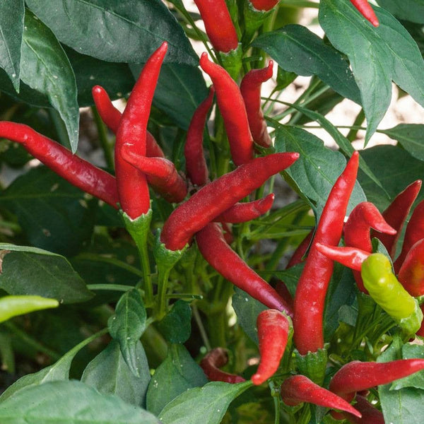 Green Hot Thai Chili Pepper Starter Plants - 4 Seedlings