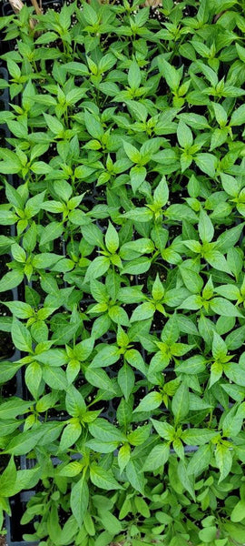 Green Hot Thai Chili Pepper Starter Plants - 4 Seedlings