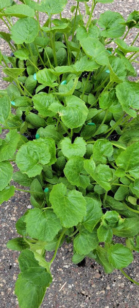 Zucchini Elite Squash Starter Plants - 4 Seedlings