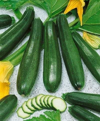 Zucchini Elite Squash Starter Plants - 4 Seedlings