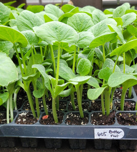 Waltham Butternut Squash Starter Plants - 4 Seedlings