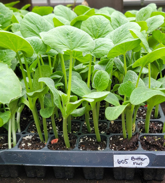 Waltham Butternut Squash Starter Plants - 4 Seedlings