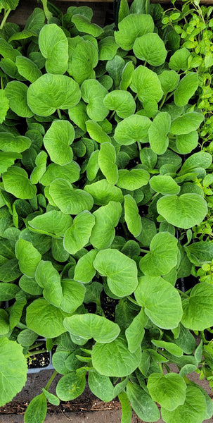 Waltham Butternut Squash Starter Plants - 4 Seedlings