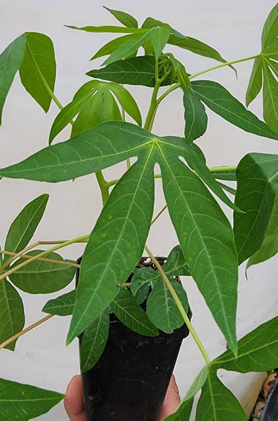 Cassava, Yuca (Manihot Esculenta) Live Plants - 2.5" pot