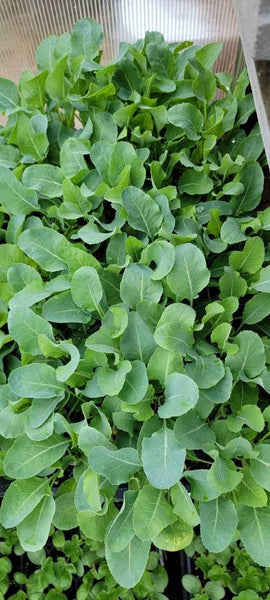 Cauliflower Snowball Starter Live Plants - 6 Seedlings