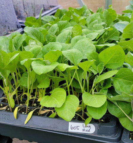 Purple Long Eggplant Starter Live Plants - 4 Seedlings