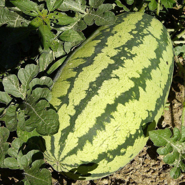 Jubilee Long Watermelon Starter Plants - 4 Seedlings