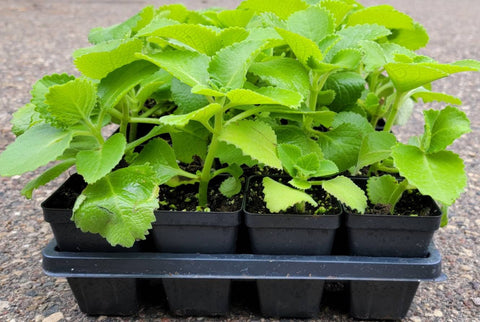 Cuban Oregano, Broadleaf Thyme, Mexican Mint Herbs Starter Plants - 2.5" pot