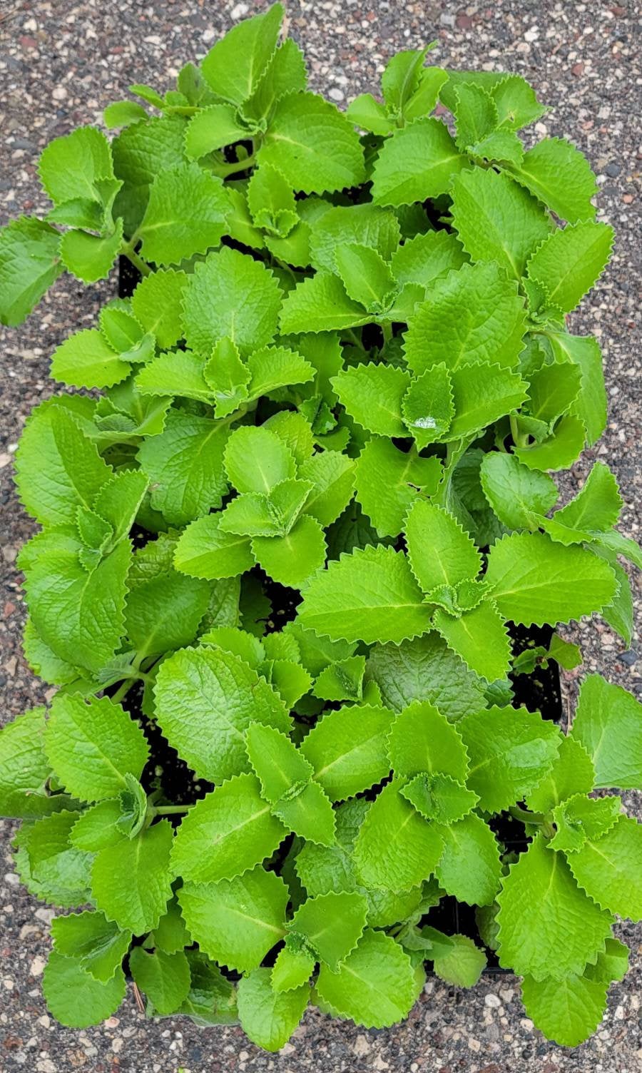 Cuban Oregano, Broadleaf Thyme, Mexican Mint Herbs Starter Plants