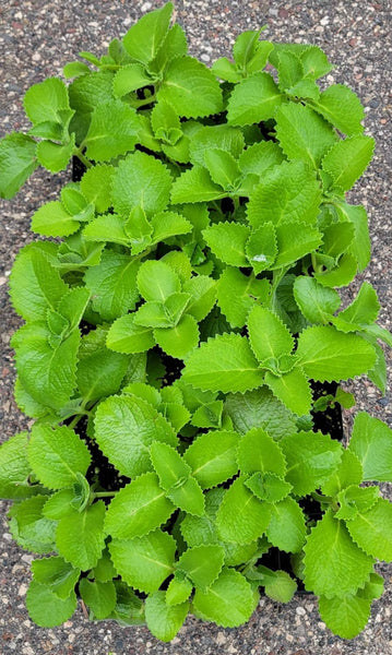 Cuban Oregano, Broadleaf Thyme, Mexican Mint Herbs Starter Plants - 2.5" pot