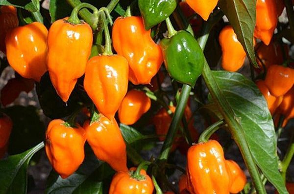Orange Habanero Pepper Starter Plant - 4 Seedlings