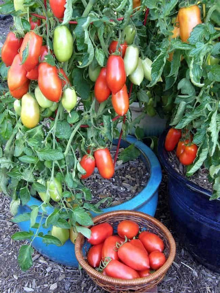 Roma Tomato Starter Plants - 4 Seedlings