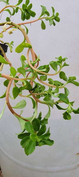 Purslane Edible - Nplais Taub Hmong Medicinal Herbs Starter Plant - 2.5" pot *PREORDER ONLY*