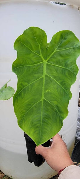 Taro Plant, Edible Colocasia Esculenta (Elephant Ear, Ape flower, Alocasia) - Kav Ywm Starter Plant - 2.5" pot