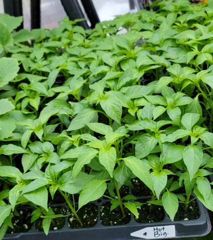 Big Thai Chili Pepper Starter Plants - 4 Seedlings