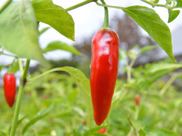 Big Thai Chili Pepper Starter Plants - 4 Seedlings