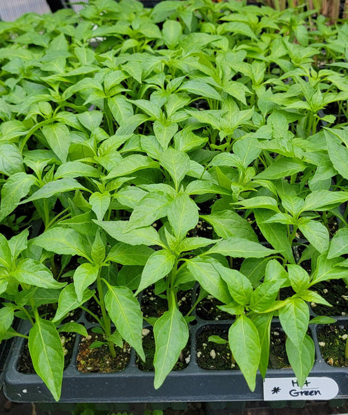 Green Hot Thai Chili Pepper Starter Plants - 4 Seedlings