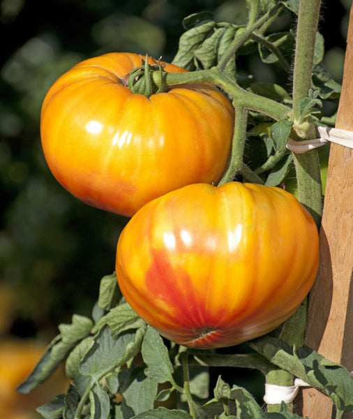 Tomato Chef's Choice Bicolor F1 Starter Live Plants - 4 Seedlings