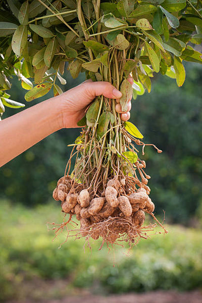 Peanut Seedling Starter Live Plants - 2.5" pot