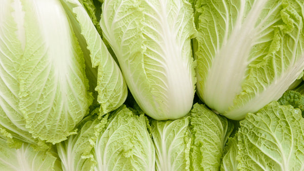 Chinese Cabbage Napa Starter Live Plants - 6 Seedlings