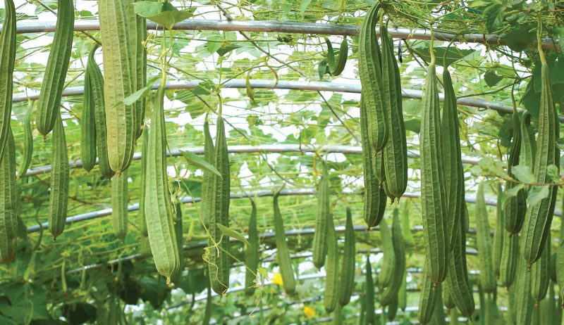 Cluster Ridge Luffa Gourd