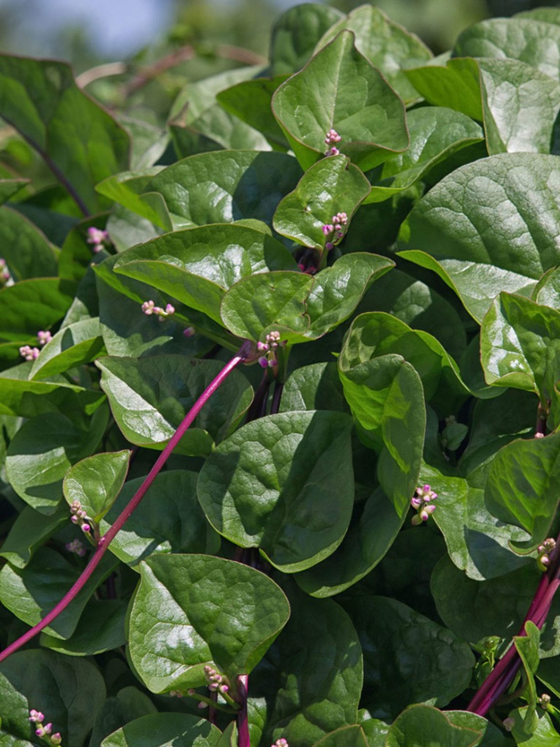 malabar spinach plants for sale Red Malabar Spinach, Hmab Ntsa Liab Starter Live Plants