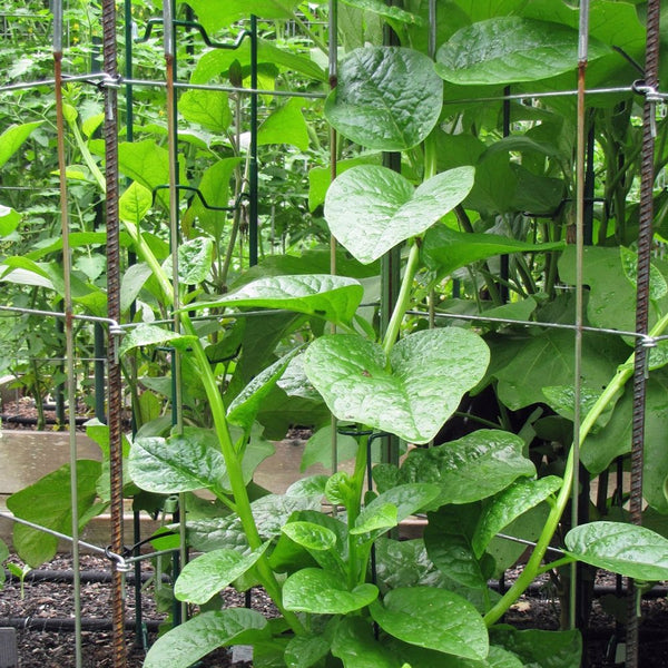 Green Malabar Spinach Starter Live Plants - 4 Seedling