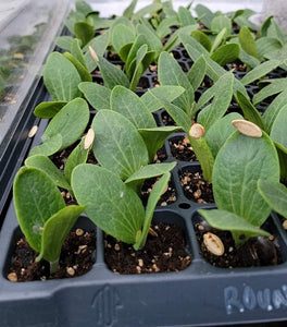 Round Zucchini Summer Squash Starter Live Plants - 4 Seedlings