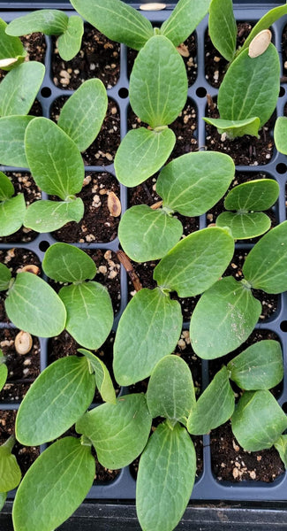 Round Zucchini Summer Squash Starter Live Plants - 4 Seedlings