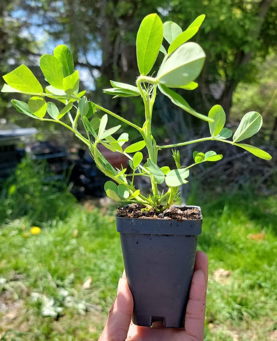 Peanut Seedling Starter Live Plants - 2.5" pot