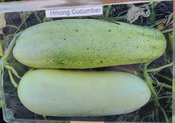 Hmong Cucumber, Dib Hmoob Starter Live Plants - 4 Seedlings