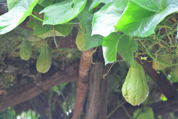 Chayote Squash Starter Live Plants - 1 Seedling