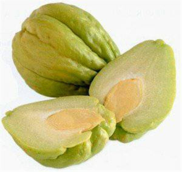Chayote Squash Starter Live Plants - 1 Seedling
