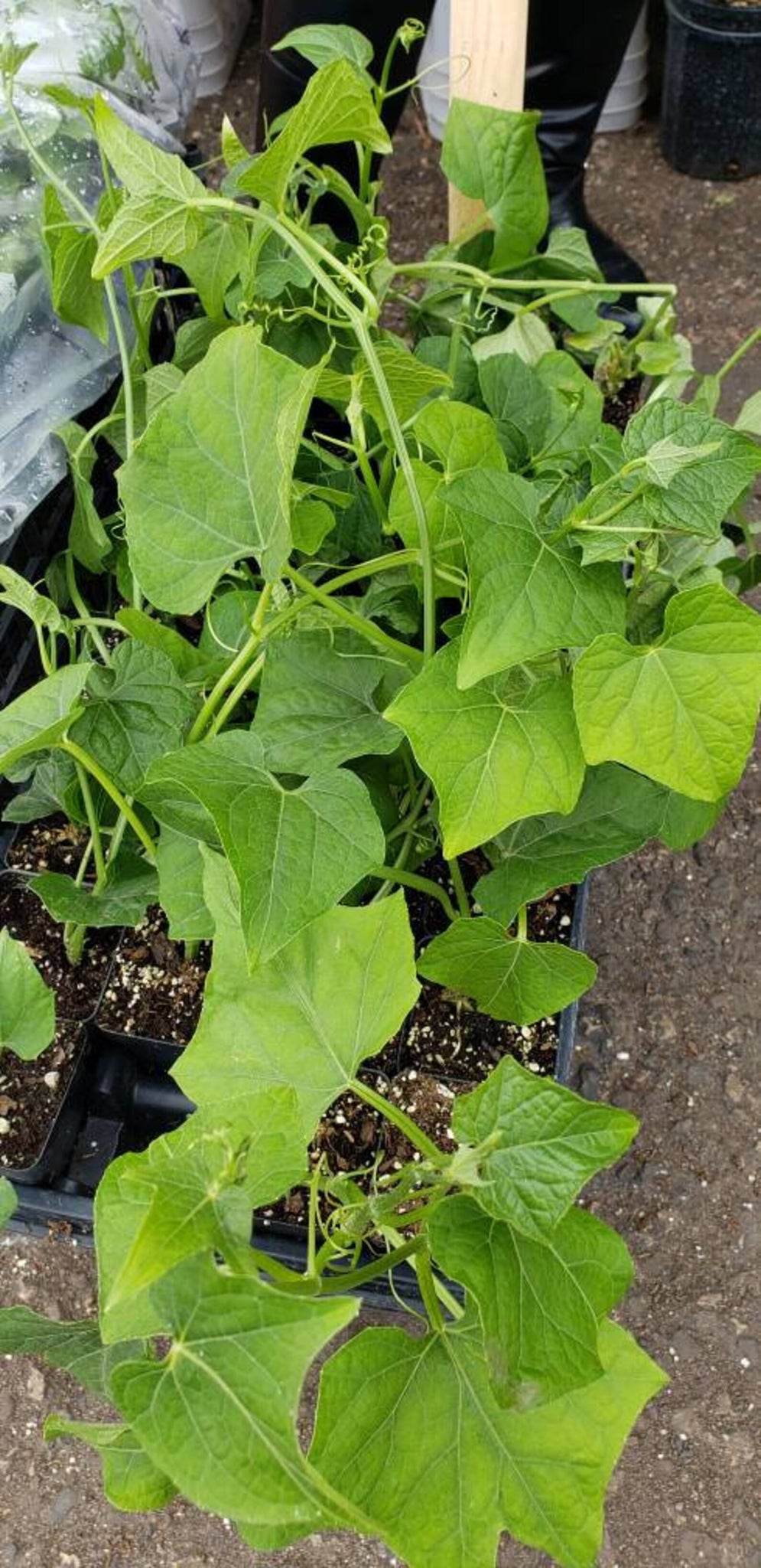 Chayote Squash Starter Live Plants - 1 Seedling